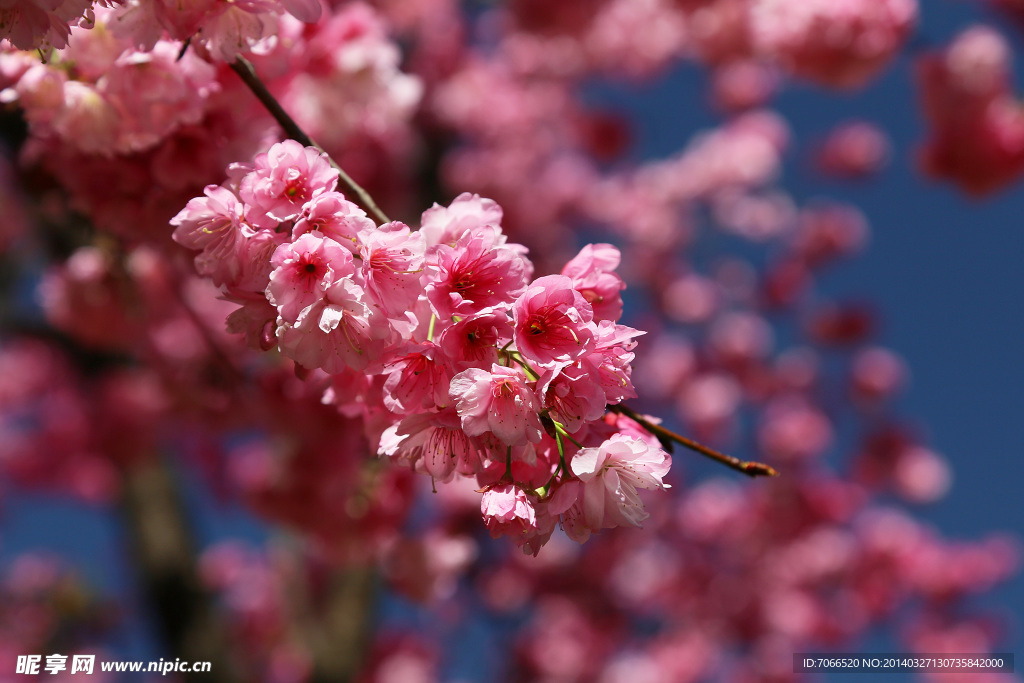 樱花