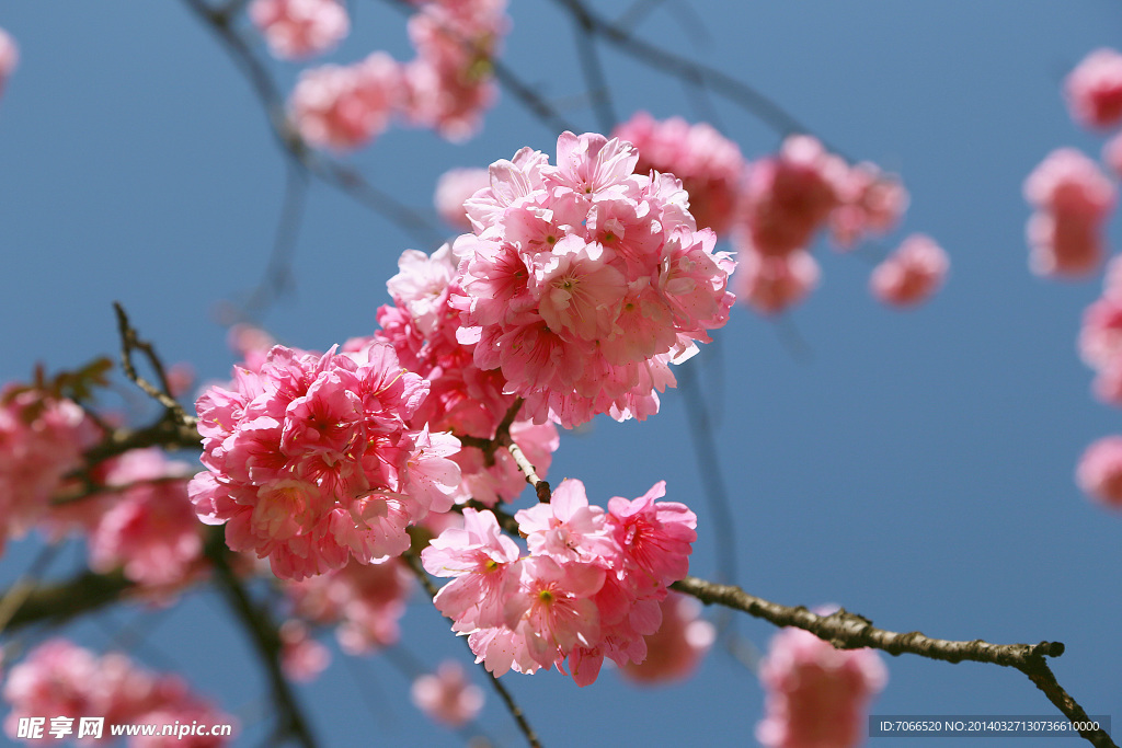 樱花