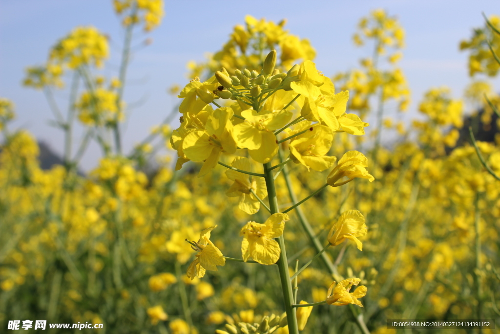 油菜花