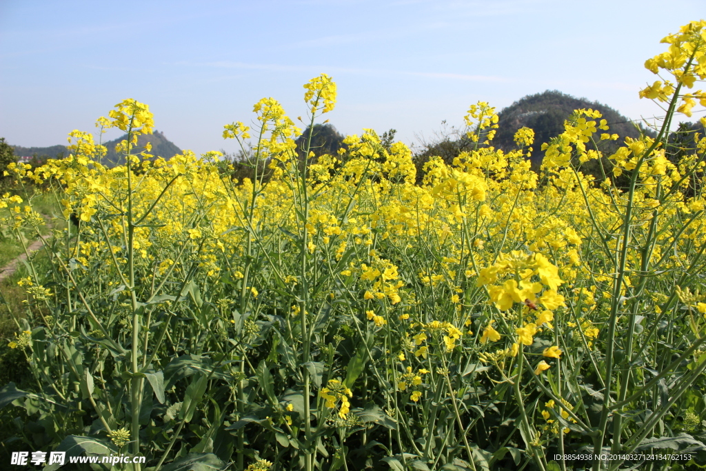 春天油菜花