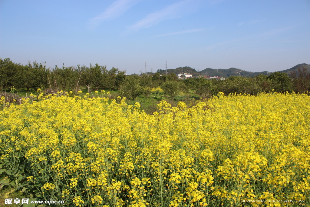 油菜花