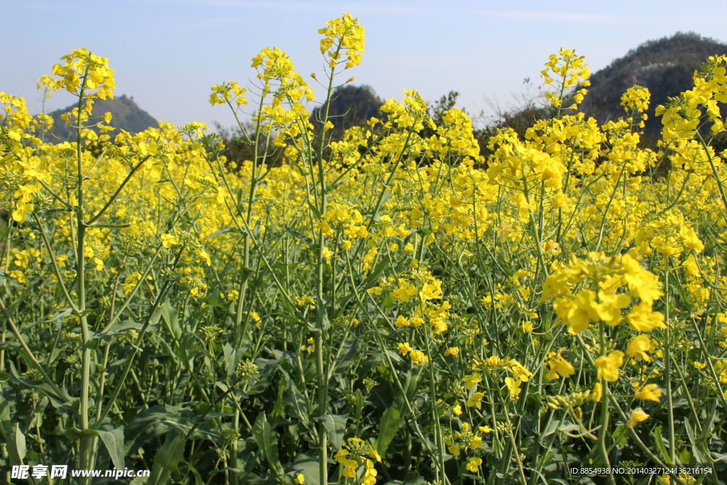 油菜花