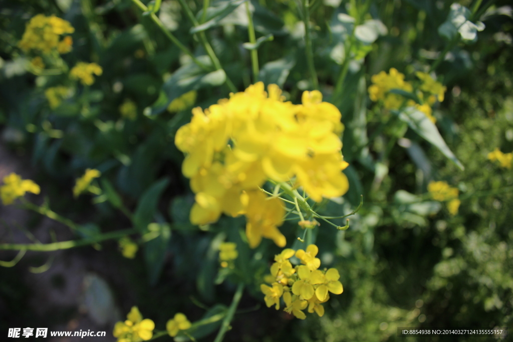 油菜花