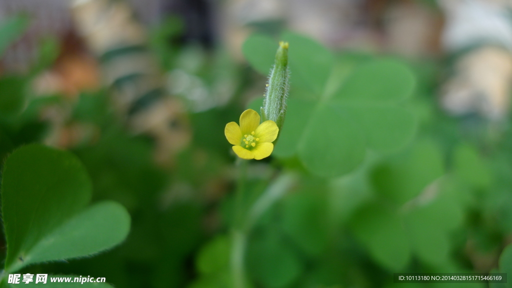 黄色小花 绿色植物