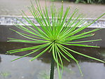 水生植物