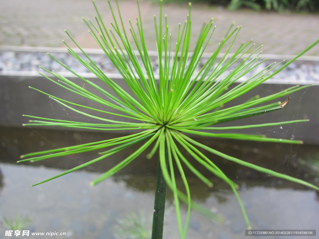 水生植物