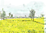 油菜花绘画