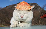 猫图片