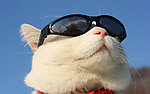 猫图片