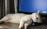 猫图片