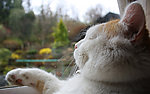 猫图片