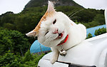 猫图片