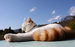 猫图片