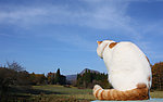 猫图片