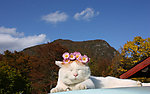 猫图片