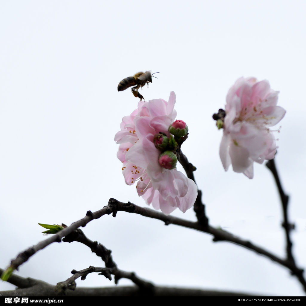 桃花蜂影