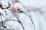 桃花蜂影