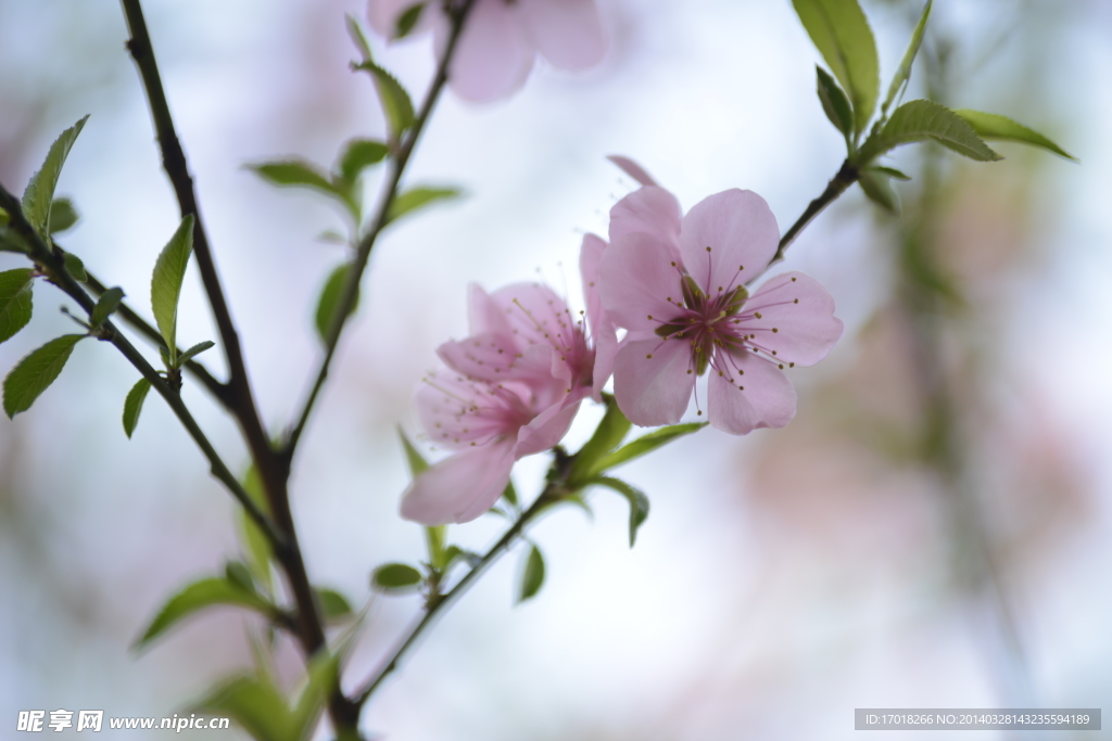 桃花