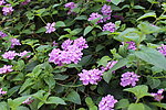 马缨丹花