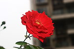 玫瑰花