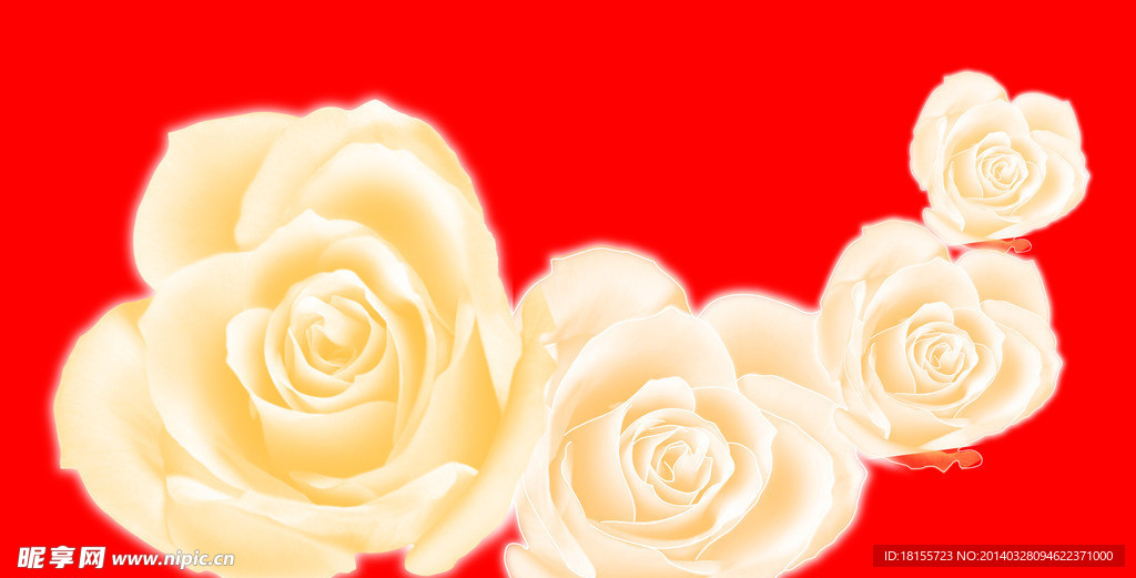 白玫瑰花