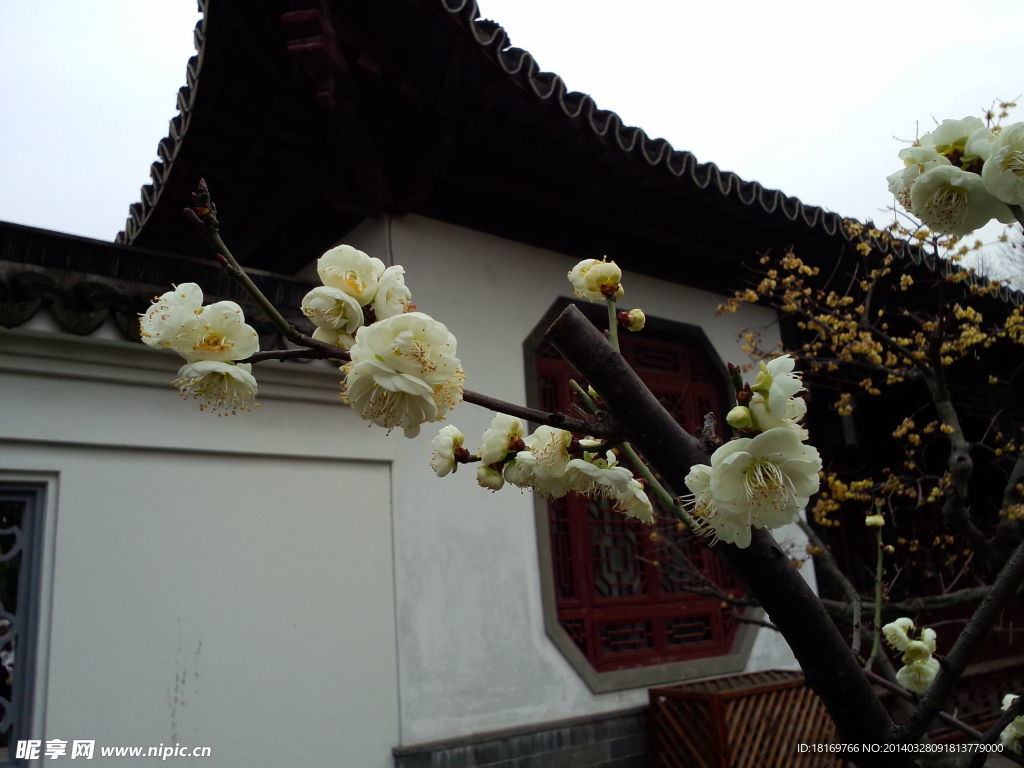 古代庭院 白色梅花