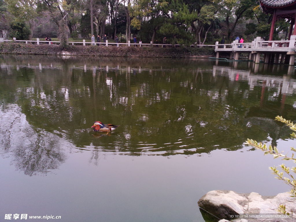 湖水里的鸳鸯