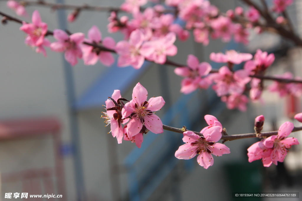 美丽桃花