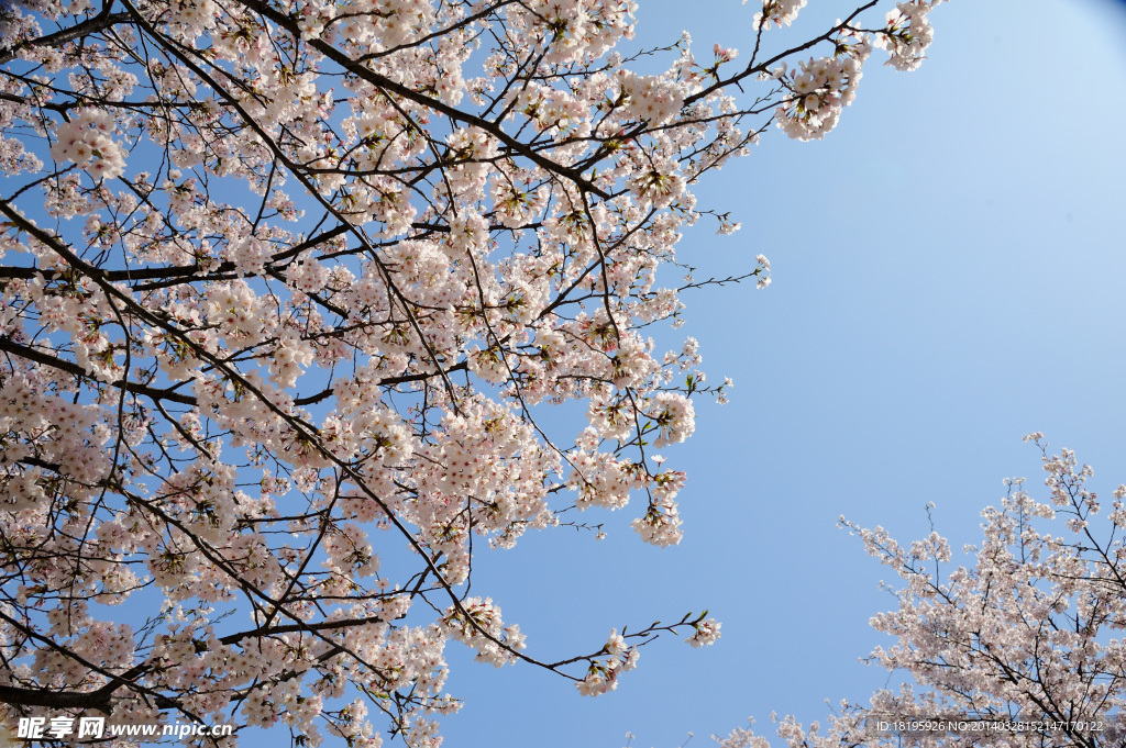 樱花
