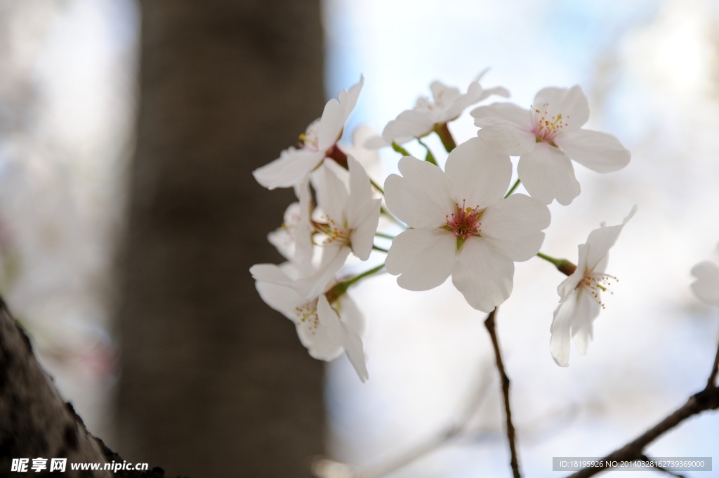 樱花