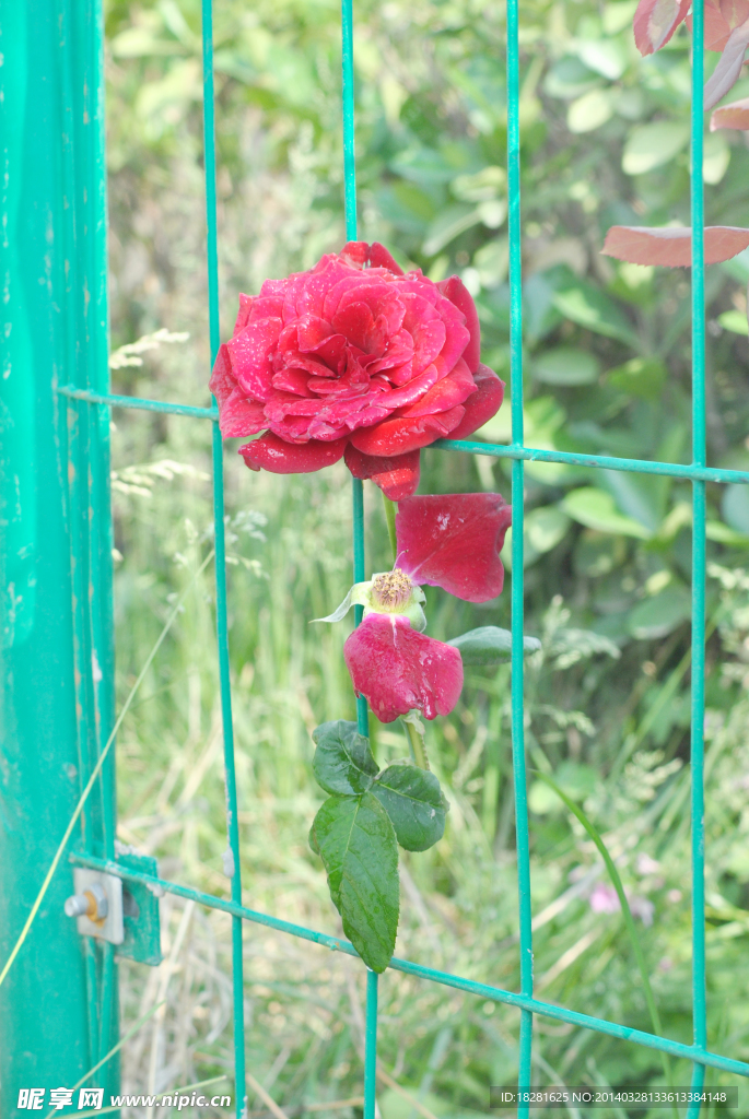 蔷薇 篱笆