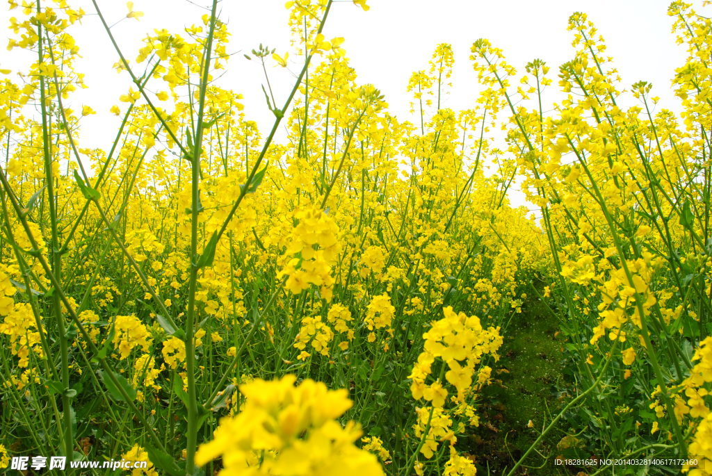 油菜花