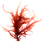海燕窝 珊瑚