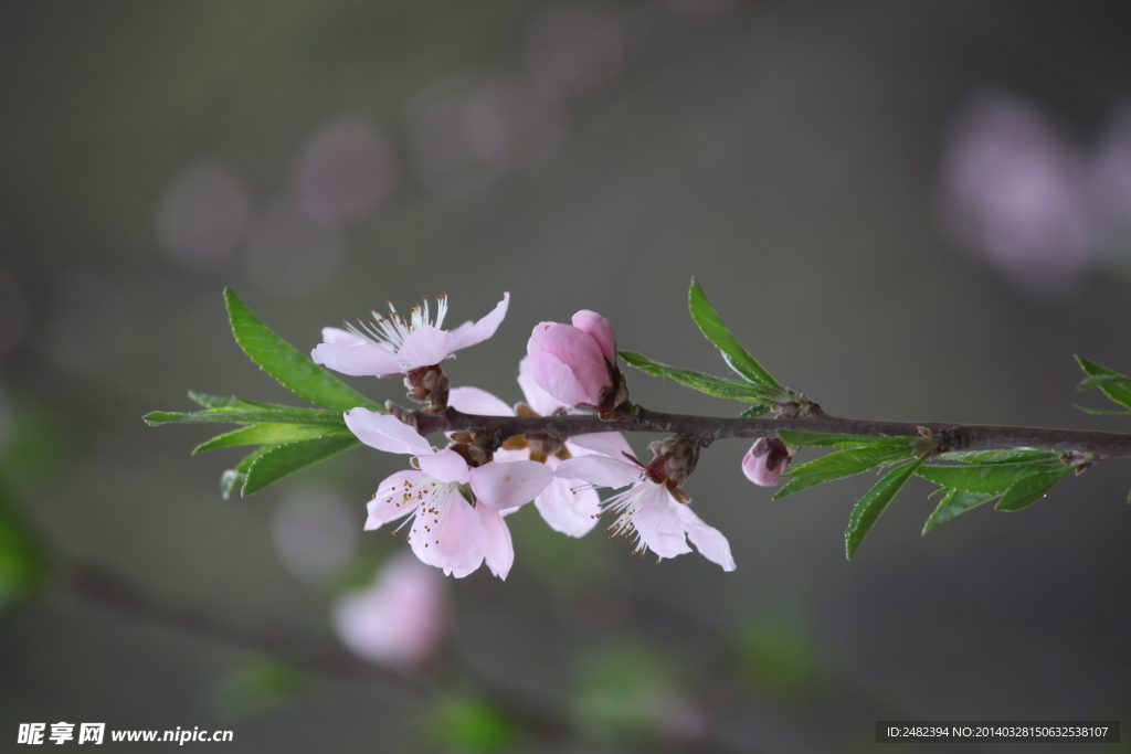 山桃花