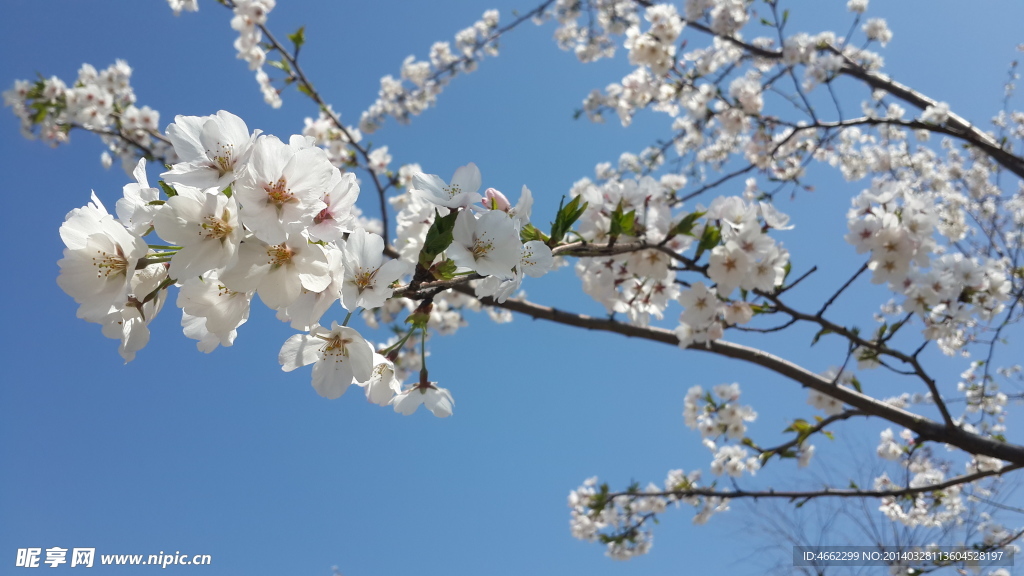 樱花