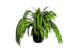 植物模型