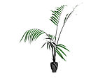 植物模型