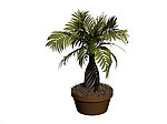 植物模型