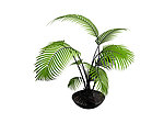 植物模型