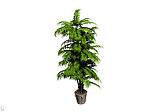 植物模型