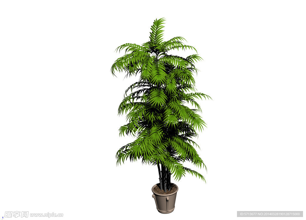 植物模型