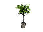 植物模型