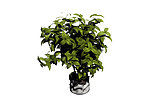 植物模型