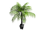 植物模型