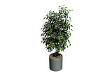 植物模型