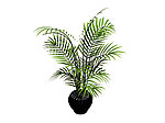 植物模型