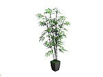 植物模型
