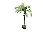 植物模型