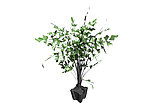 植物模型
