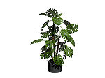 植物模型